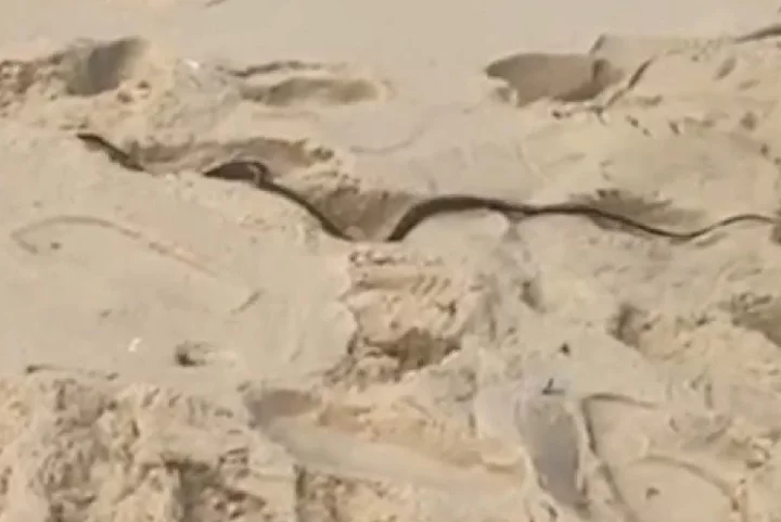 Pois foi exatamente o que aconteceu na Praia da Reserva, localizada na Barra da Tijuca, Zona Oeste do RJ. O animal foi flagrado por banhistas no domingo (08/09) passeando nas areias.