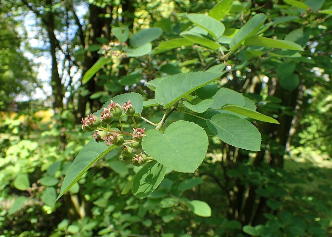 Um exemplo disso é o shadblow serviceberry, uma árvore pequena que cresce em partes do leste da América do Norte. Acredita-se que seu nome vem do fato de que ela floresce na mesma época em que os peixes-sombra começam a migrar nos rios. 
