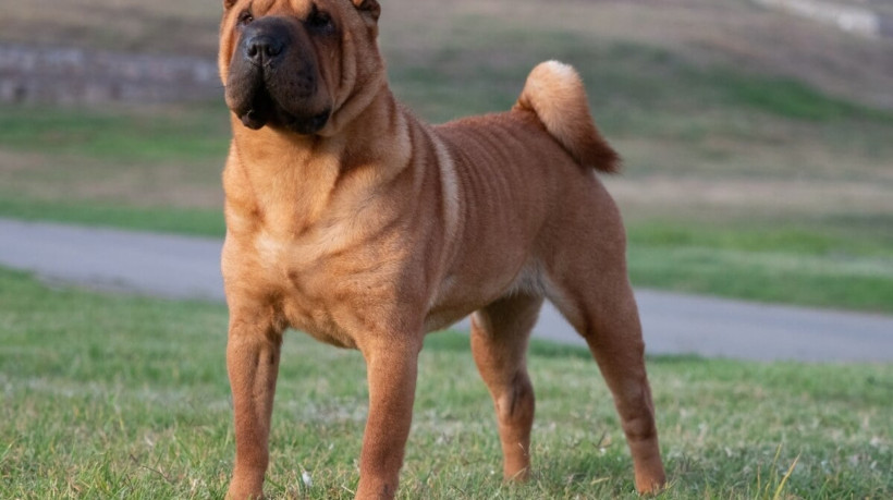 A raça shar pei é uma das mais antigas do mundo (Imagem: Marcelino Pozo Ruiz | Shutterstock) 