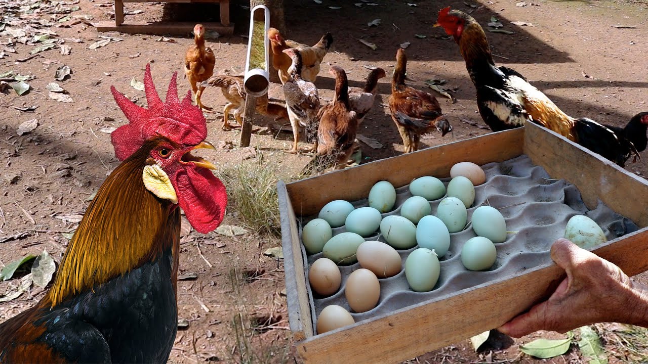 Como as galinhas Índio Gigante são procuradas por criadores interessados na reprodução de aves grandes e de alta qualidade, os ovos férteis (para incubação)  alcançam preços incríveis. 