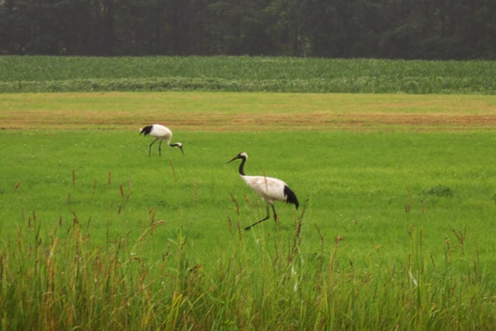 O desenvolvimento urbano e agrícola fragmenta e destrói áreas úmidas e campos abertos, que são essenciais para a alimentação, reprodução e descanso dessas aves. 