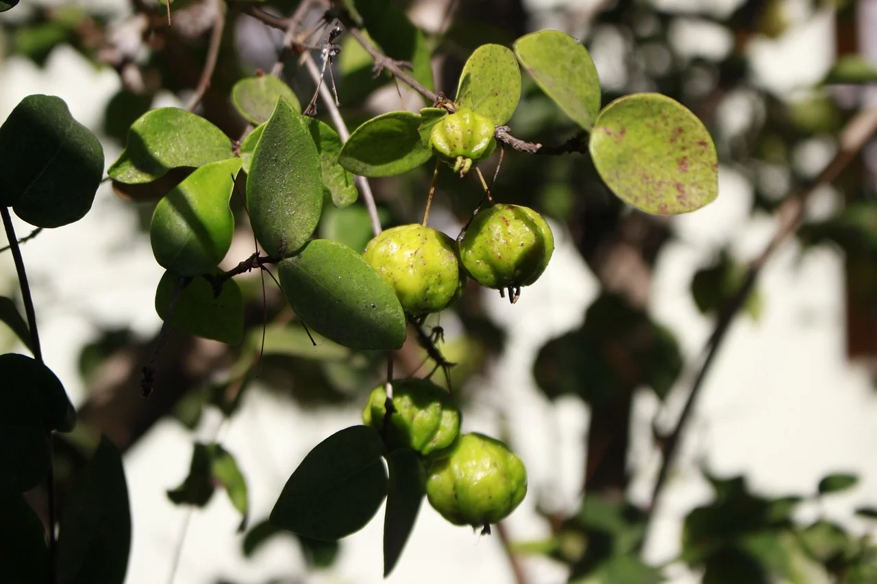 Além disso, a pitanga ajuda a manter a pele saudável e mantém uma boa visão, além de ser muito útil para emagrecer, nutrir e reduzir o acúmulo de líquidos e inchaço do corpo.