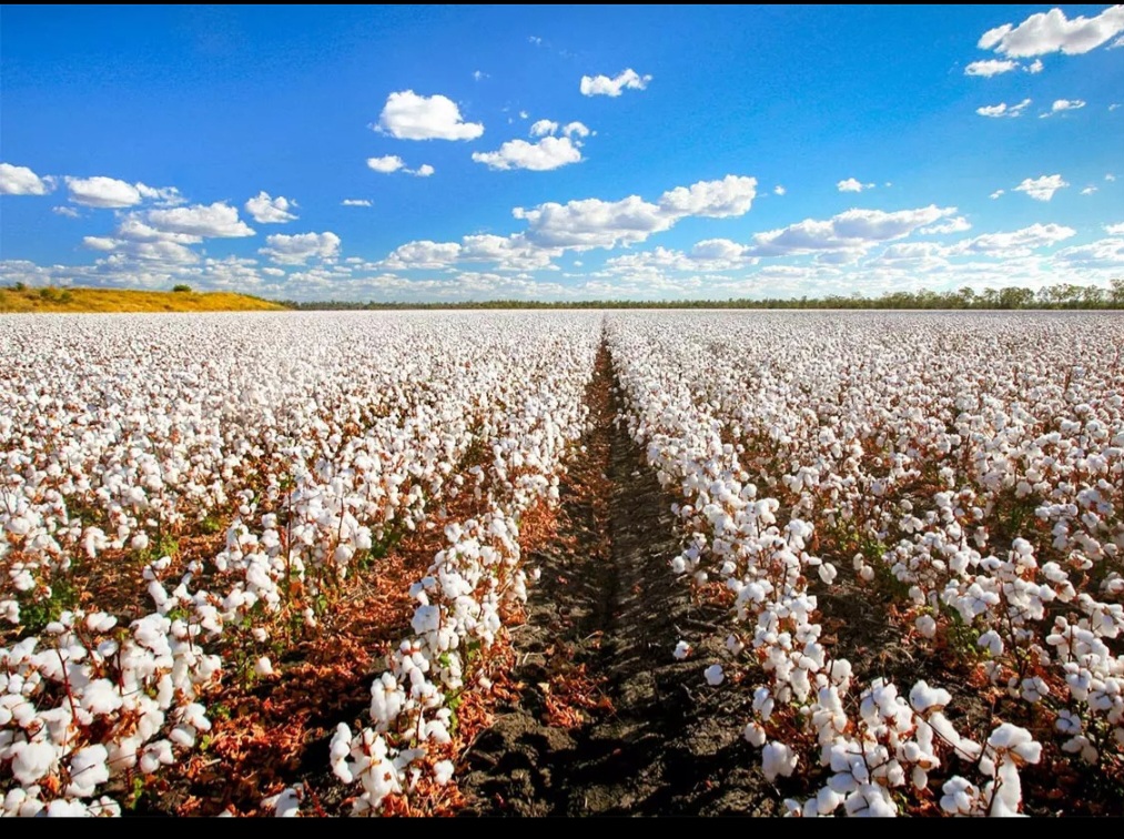 O anúncio foi feito oficialmente pelo Ministério da Agricultura, Pecuária e Abastecimento. Com isso, o país antecipa uma meta que era prevista apenas para o ano de 2030. 