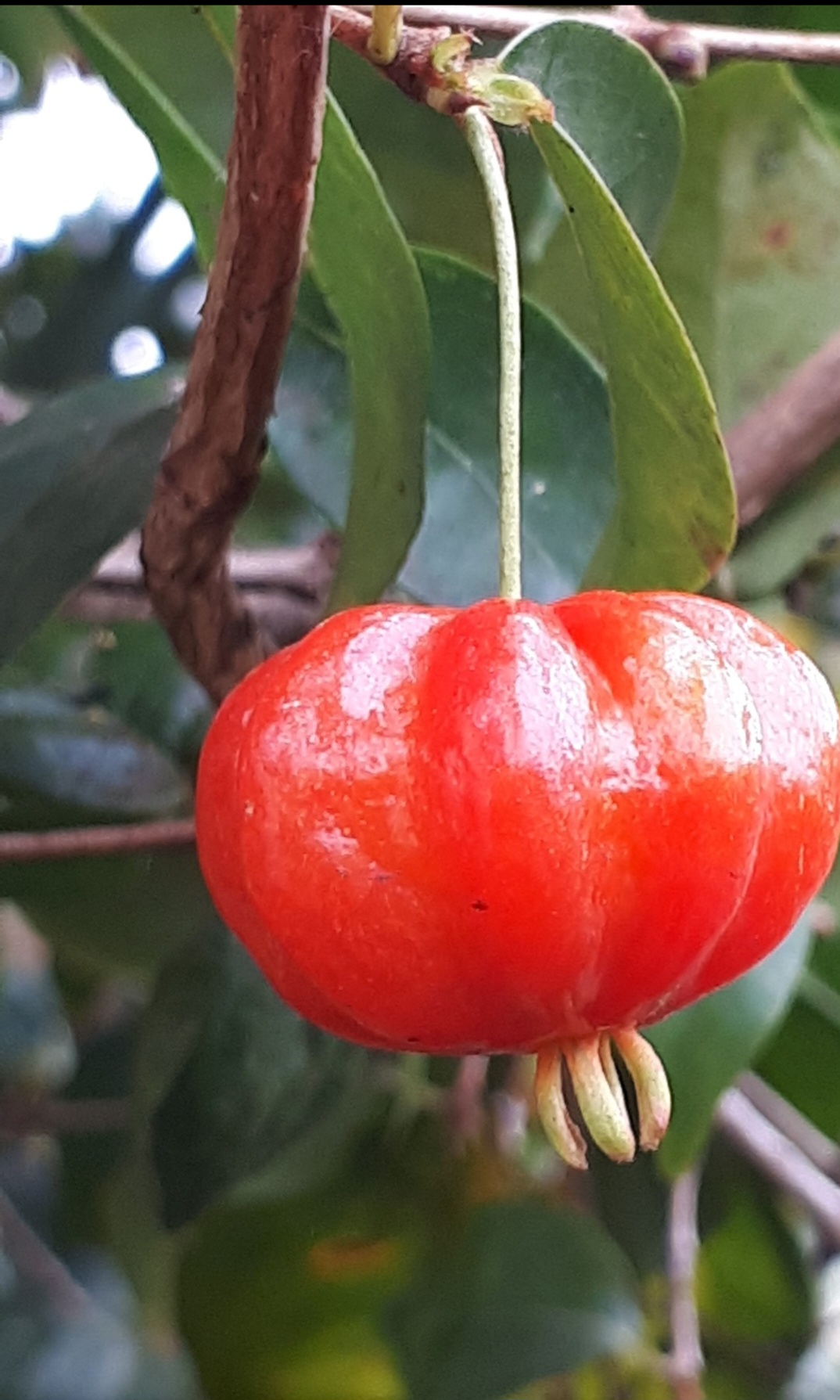 A pitanga tem poucas calorias: cada unidade da fruta tem aproximadamente 2 calorias, o que pode ajudar em dietas de emagrecimento.