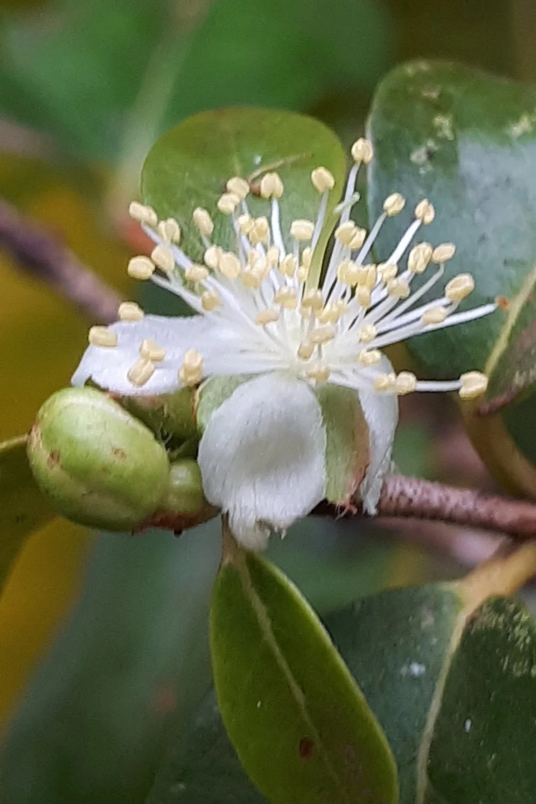 Entretanto, ainda são necessários estudos em humanos que comprovem esse benefício. A pitanga também ajuda a fortalecer o sistema imune.
