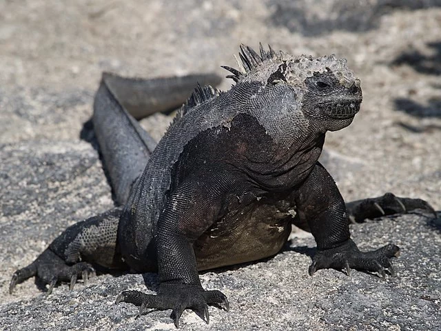 Iguana marinha das Galápagos - Único lagarto do mundo com hábitos marinhos. Vive em áreas rochosas de beira-mar e come algas. Pode passar até uma hora debaixo da água.