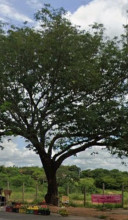 Árvore ficava à beira de via pública