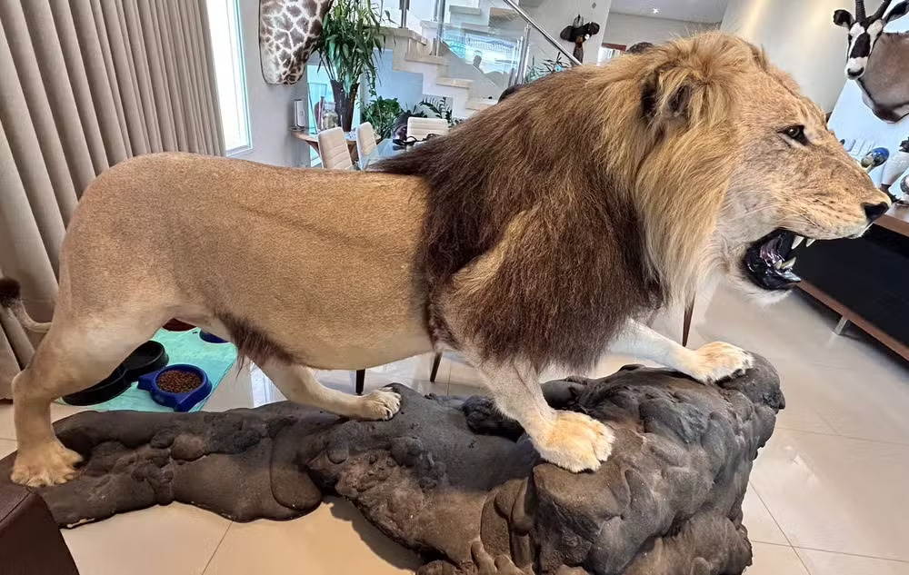 Havia espécimes pendurados nas paredes e também espalhados pelo chão de forma decorativa. Antílope, hipopótamo e leão, entre outros. 