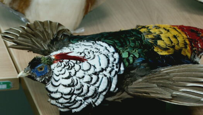 A descoberta dos animais passa a ser um ingrediente a mais na investigação.O Ibama.já apurou  que Arthur praticava a chamada caça enlatada para obter as espécies selvagens.