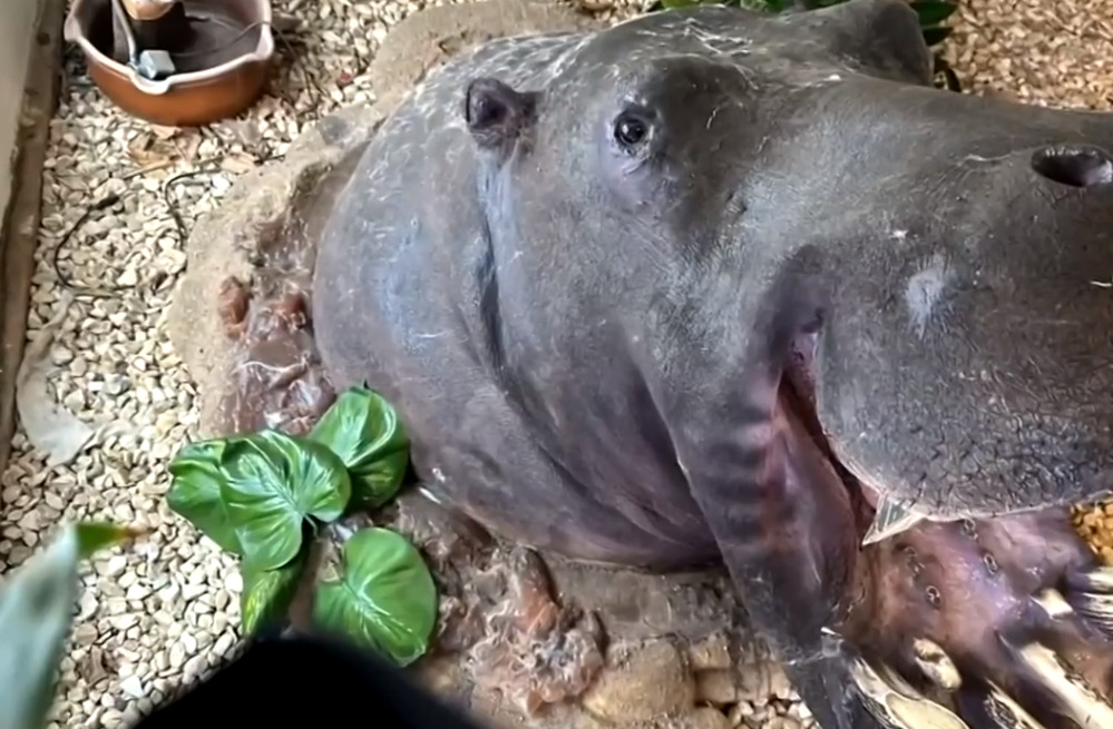 De acordo com o Ibama , já se sabe que 12 dos 19 animais não têm registro feito de forma oficial no Brasil.  .