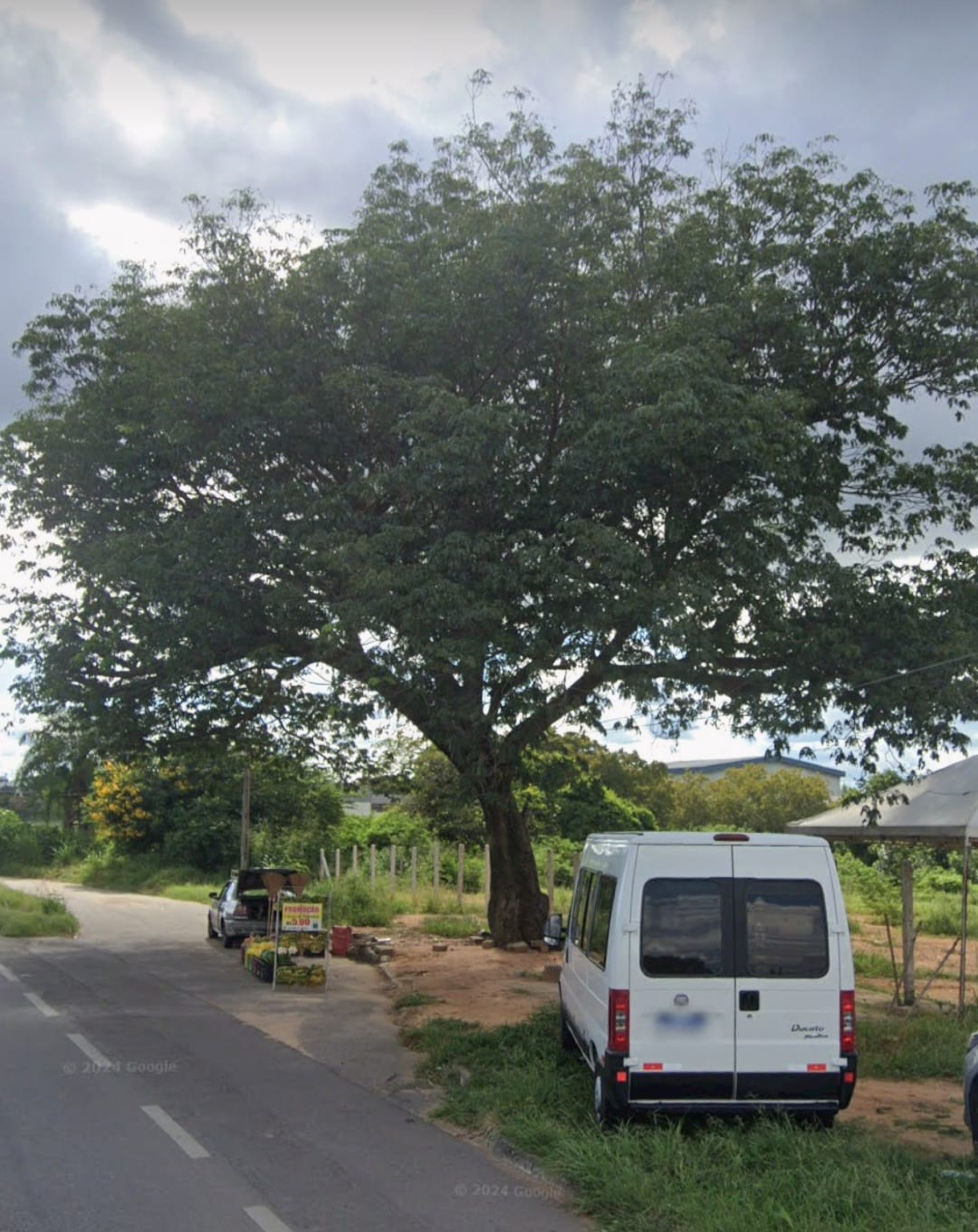 Árvore ficava à beira de via pública