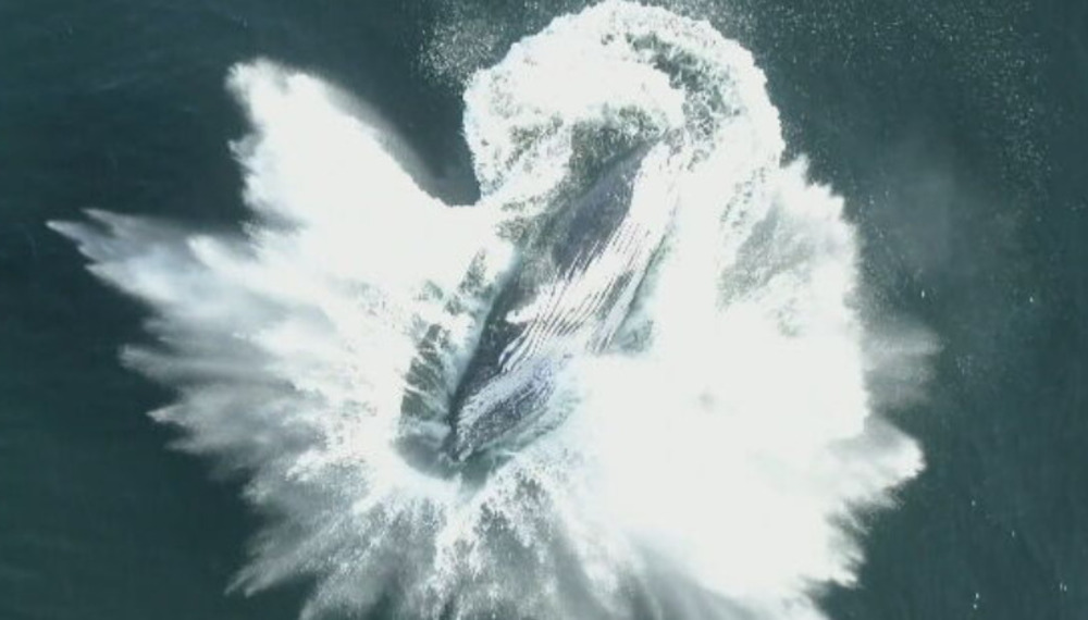 Nos últimos anos, a espécie estava concentrada entre os litorais do Espírito Santo e da Bahia. Agora, pesquisadores afirmam que elas retornaram à porção mais ao norte da costa nordestina devido ao crescimento da população de jubartes.
