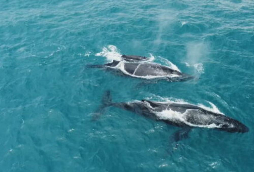 Para fugir do frio da Antártica, as baleias-jubarte se dirigem para o litoral brasileiro em busca das águas mornas da região. Atualmente, estima-se que 35 mil delas cheguem ao Nordeste a cada temporada de reprodução.
