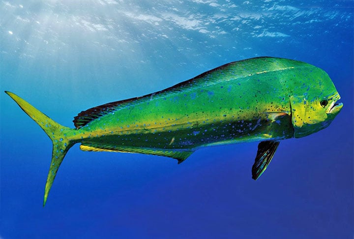 De acordo com as recomendações da Associação Americana do Coração, é aconselhável consumir diferentes tipos de peixes ao menos duas vezes por semana, a fim de aproveitar os efeitos benéficos do ômega 3.