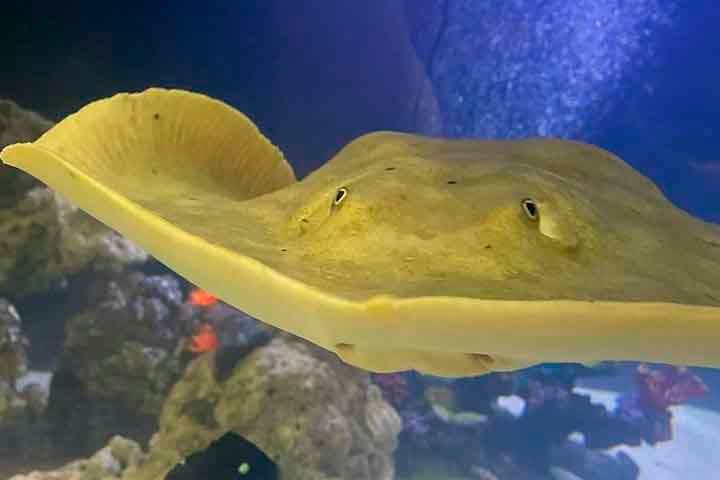 Um fato inusitado envolvendo uma arraia em aquário nos Estados Unidos deixou os funcionários do local perplexos. A arraia engravidou mesmo sem que haja machos da espécie no tanque em que é mantida.


