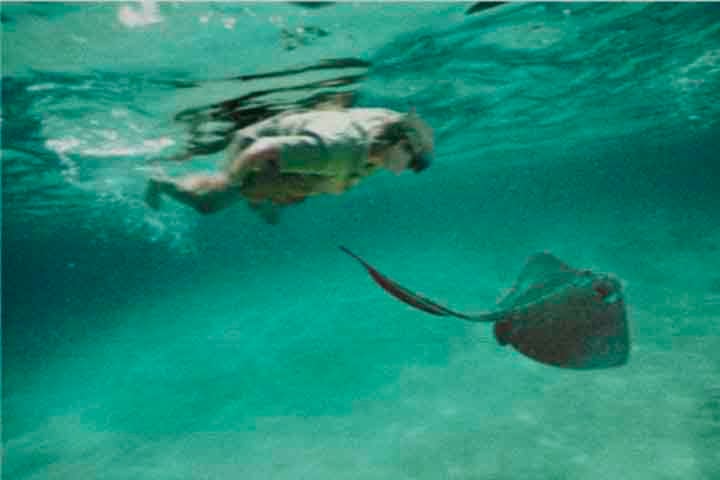 Em 4 de setembro de 2006, o apresentador decidiu gravar uma cena nadando ao lado de uma arraia confiando que ela fugiria - comportamento padrão da espécie. 
