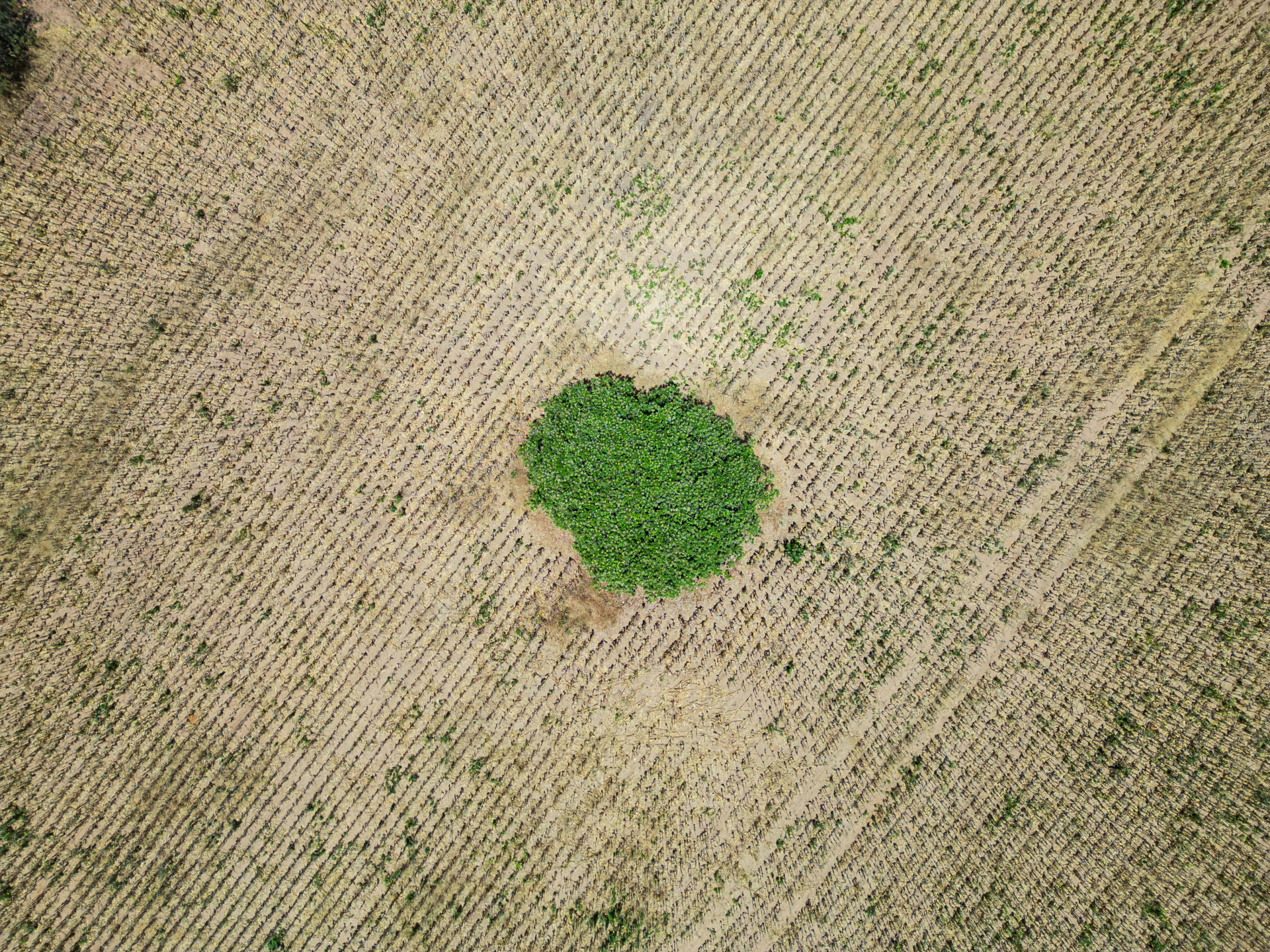 Caatinga, mata predominante no Sertão Central do Ceará, sofrerá forte ameaça com aumento do índice de aridez (Foto: FCO FONTENELE)