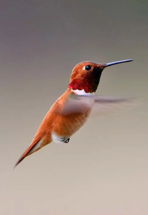 Em diversas civilizações, os beija-flores são considerados seres muito especiais, com histórias envolventes e lendas sobre suas cores vivas e poder hipnótico