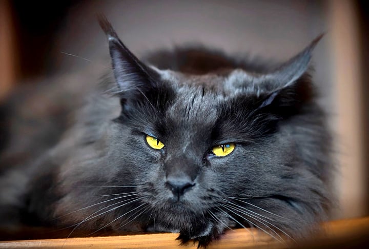 ONGs de defesa dos animais têm atuado para acabar com esse pensamento, que afeta a adoção de gatos pretos, por exemplo. A seguir, veja outras superstições ainda muito presentes no Brasil!

