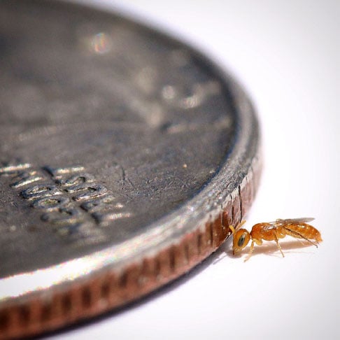 O gênero Perdita (subfamília Andreninae) compreende aproximadamente 600 espécies de abelhas, conhecidas como as menores do mundo. Muitas espécies desse gênero são especialistas florais, ou seja, visitam apenas uma ou algumas poucas espécies de plantas. São abelhas solitárias e constroem seus ninhos em solos arenosos no deserto do sul dos Estados Unidos ao norte do México.