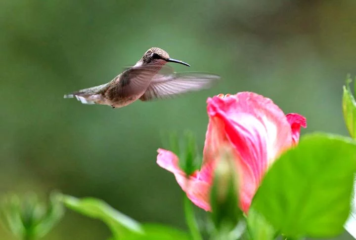 A história conta que a delicadeza dessa ave a permitia chegar perto das flores sem mexer uma única pétala, e suas penas brilhavam com todas as cores do arco-íris.