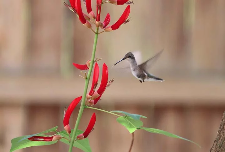 Por gastarem tanta energia, os beija-flores precisam comer quatro a cinco vezes o seu próprio peso. Eles gostam especialmente de flores com formato tubular, principalmente as vermelhas ou amarelas.