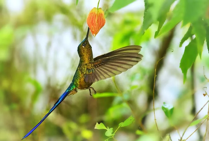 Não importa de onde venha a história, a presença de um beija-flor está sempre associada a uma mensagem positiva e energia pura, promovendo cura e equilíbrio equilibrada.