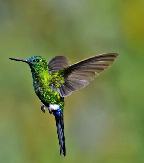 Reza a lenda que esse pedaço de jade ganhou vida e transformou-se em um beija-flor (‘oxts'unu'um’ na língua maia).