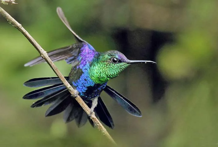 Na cultura Asteca, os beija-flores eram considerados guerreiros corajosos em vida, devido ao seu pequeno tamanho, mas grande força e energia para voar.