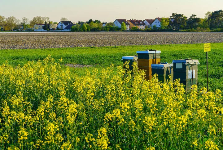 Este tipo de atividade chama-se apicultura migratória, porque o apicultor descarrega um caminhão de colmeias no centro do pomar durante a floração, e depois retira as colmeias no fim da floração.