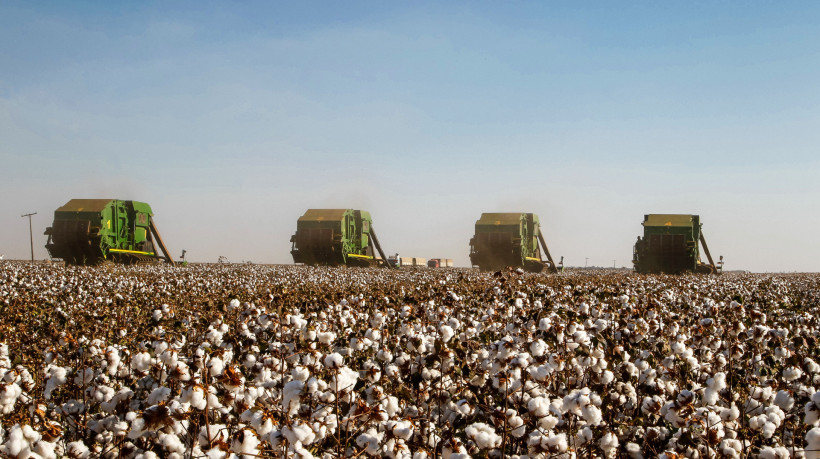 No Brasil, exportações de algodão registraram alta de 171%