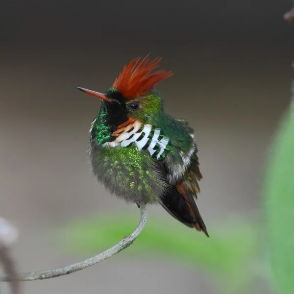 O topetinho-vermelho habita florestas subtropicais ou tropicais de baixa altitude e só existem no Brasil. Na foto, um beija-flor da espécie fotografado no Parque Nacional do Itatiaia, no Sul do estado do Rio de Janeiro. Além do 'topete', ele também tem o bico vermelho. 