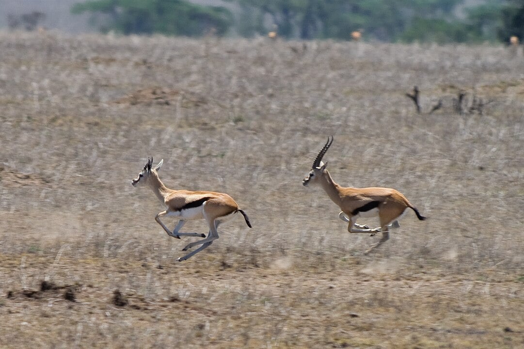 São facilmente encontradas nas savanas africanas, geralmente em bando. Sua coloração e listras permitem que elas se camuflem em meio ao seu habitat, uma forma de defesa contra seu predador.
