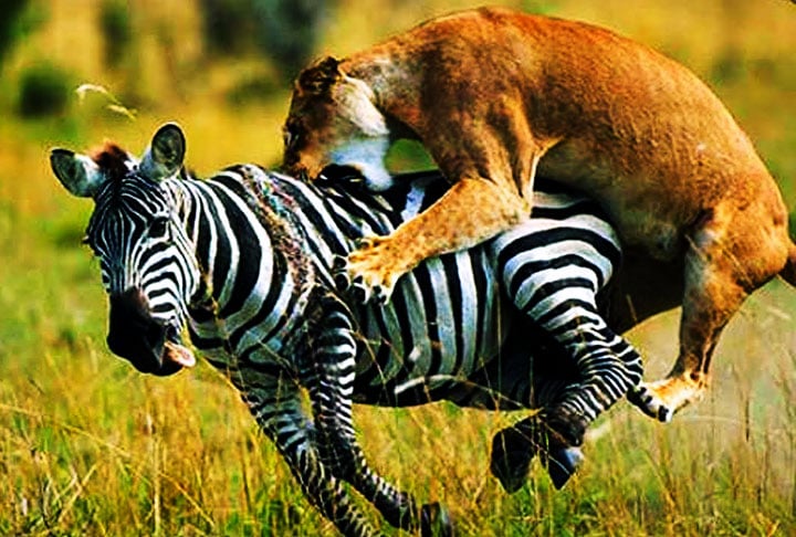 As leoas pesam em média 180 kg e os pelos não tão grossos quanto os do macho. A espécie é encontrada com facilidade em parte da Ásia e África. 