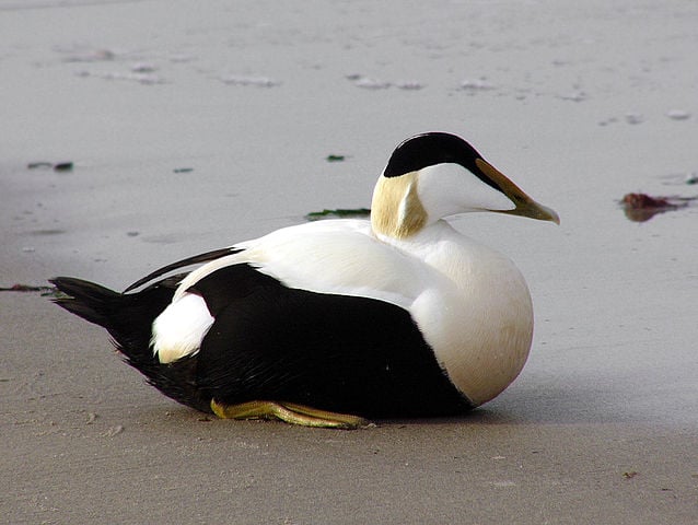 Pato-eider- Também conhecido como êider-edredão, é encontrado nas áreas costeiras de todo o  hemisfério norte. Pode atingir até 76 km/h durante o voo, e isso permite que ele migre para o Sul, fugindo do frio.