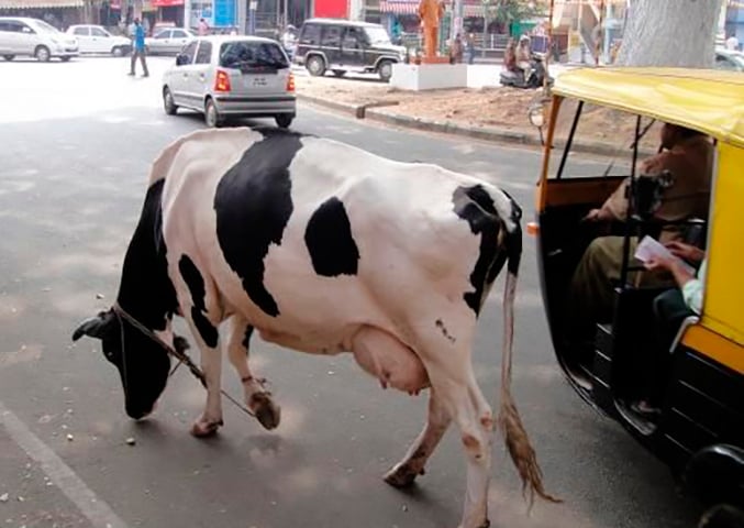 A confusão do trânsito em Bangalore mistura carros, riquixás, motos, pedestres, bicicletas e... vacas soltas pelas ruas. 