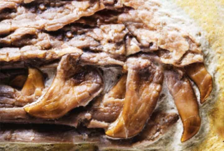 Uma teoria sobre o bico munido de dentes aposta nas brigas entre indivíduos. Algo semelhante aos beija-flores modernos, que usam seus bicos compridos para disputar comida com membros da mesma espécie. Veja outras espécies de aves pré-históricas.