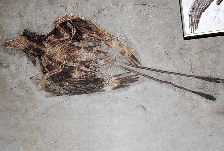 Confuciusornis é um género fóssil de aves primitivas, do tamanho de um corvo, que habitou a Terra entre 125 e 140 milhões de anos atrás. 