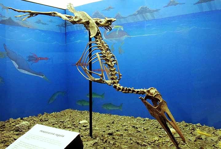 Hesperornis é um gênero de ave semelhante ao corvo-marinho, que viveu durante a primeira metade da idade do Campaniano, do período Cretáceo Superior.