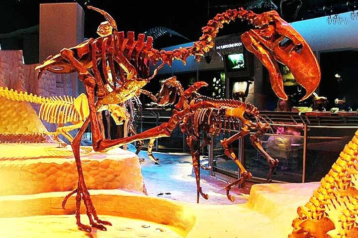 Titanis é um gênero de forusracídeos, uma família extinta de grandes aves predadoras, da ordem Cariamiformes. Eles habitaram os Estados Unidos durante o Plioceno e o início do Pleistoceno.