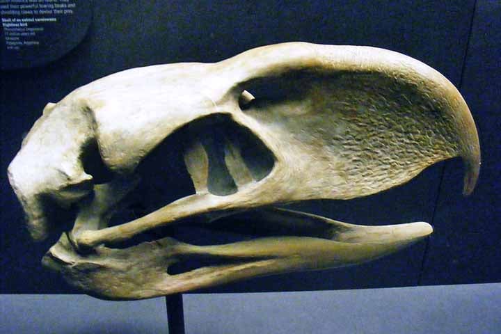 Os seus parentes mais próximos, que vivem até a atualidade, são as aves seriemas. Porém, o Phorusrhacos era muito maior do que o seriemas e parecia mais com um avestruz.