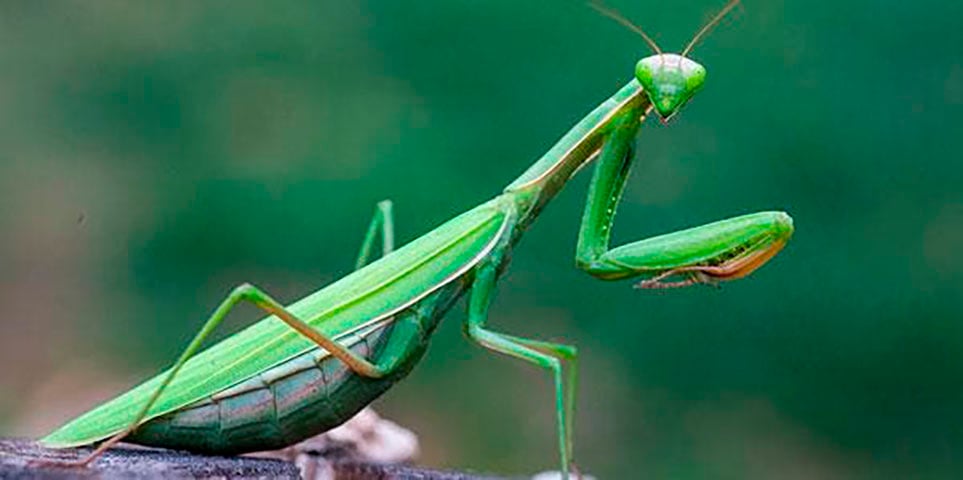 Os antigos achavam que o louva-a-deus dava sorte e que indicaria caminhos nas matas para que ninguém se perdesse. 