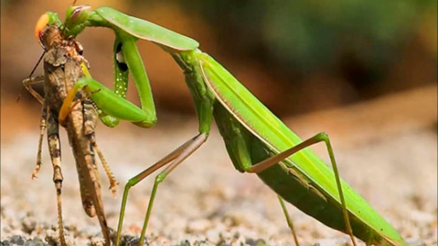 Por ser muito ágil e enérgico, ele consegue abater não apenas pequenos insetos, como moscas e mariposas, mas também lagartas, baratas e lagartixas. Em alguns casos, derruba até um pássaro. 