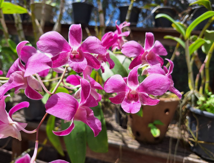 Parque Estadual Botânico do Ceará, na Caucaia, Grande Fortaleza, hospeda programação em alusão ao aniversário de 28 anos da Unidade de Conservação