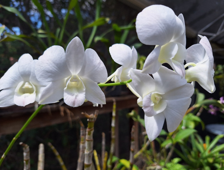 Parque Estadual Botânico do Ceará, na Caucaia, Grande Fortaleza, hospeda programação em alusão ao aniversário de 28 anos da Unidade de Conservação