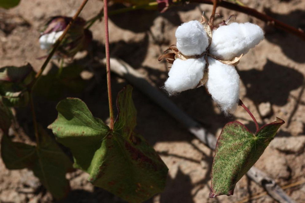 Ceará já foi líder nacional na produção de algodão em meados de 1980