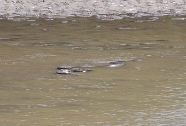 Apesar de serem raros, ataques de sucuris podem acontecer em regiões de rios e igarapés da Amazônia, onde esses répteis costumam viver.