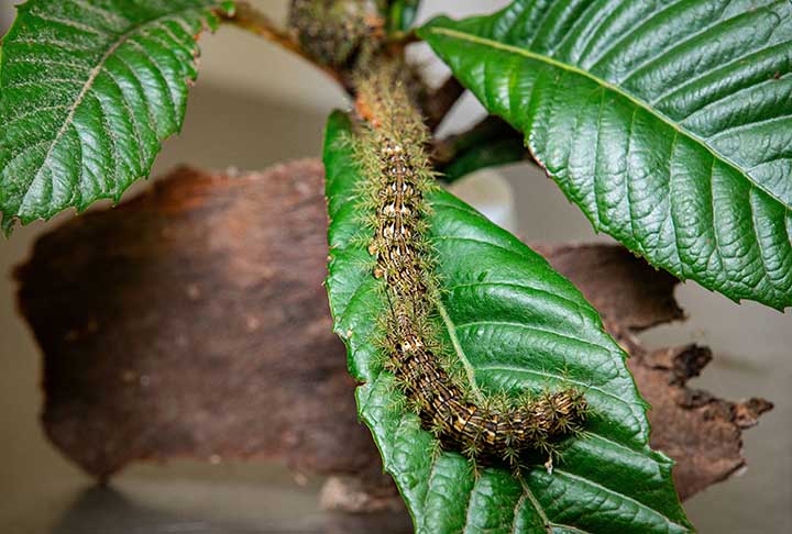 A borboleta pode passar pela fase de larva (lagarta) de um a oito meses, dependendo da espécie. A principal delas é a lonomia obliqua, que  por ser espinhosa faz parte da família Saturniidae.
