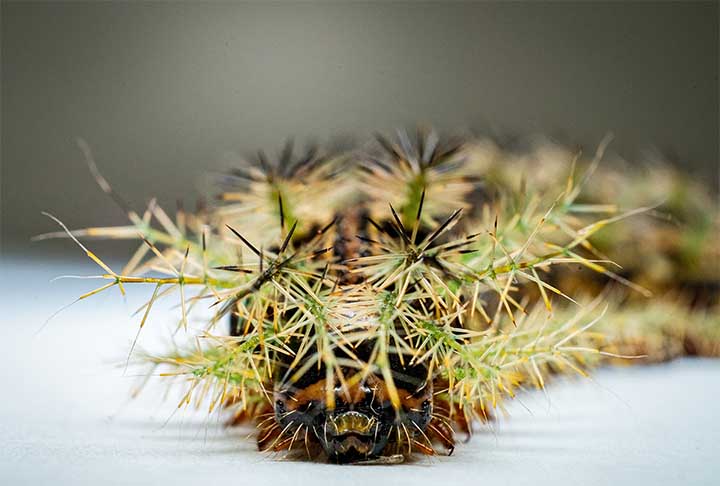 Além disso, ela pode ser encontrada na América do Sul e na América Central, em zonas urbanas ou rurais. Em solo brasileiro, por exemplo, é mais vista nas regiões Sudeste e Sul, sobretudo em florestas primárias, de áreas montanhosas, entre janeiro e abril.