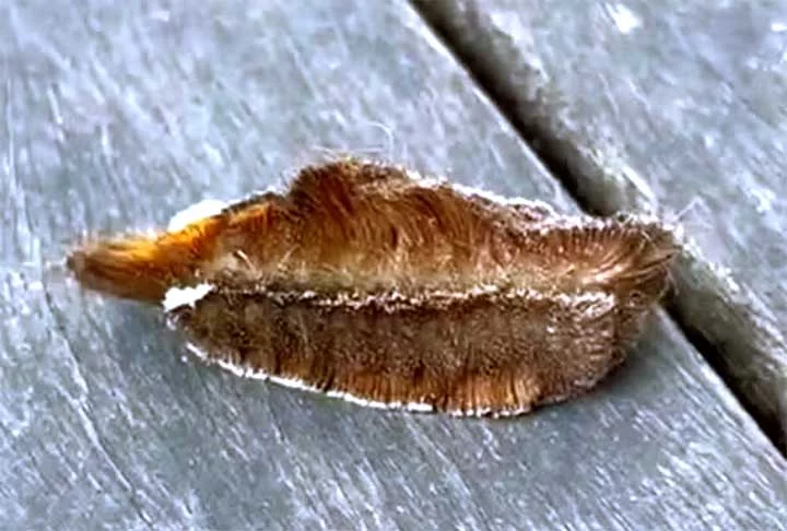 Esses animais da família Megalopygedae englobam as chamadas “cabeludas” e têm menos relevância médica. Contudo, podem provocar queimaduras, como aconteceu com a apresentadora Sandra Annenberg, em 2023.